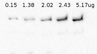 EF-G1 | elongation factor G1 in the group Antibodies Plant/Algal / DNA/RNA/Cell Cycle / Translation at Agrisera AB (Antibodies for research) (AS13 2652)